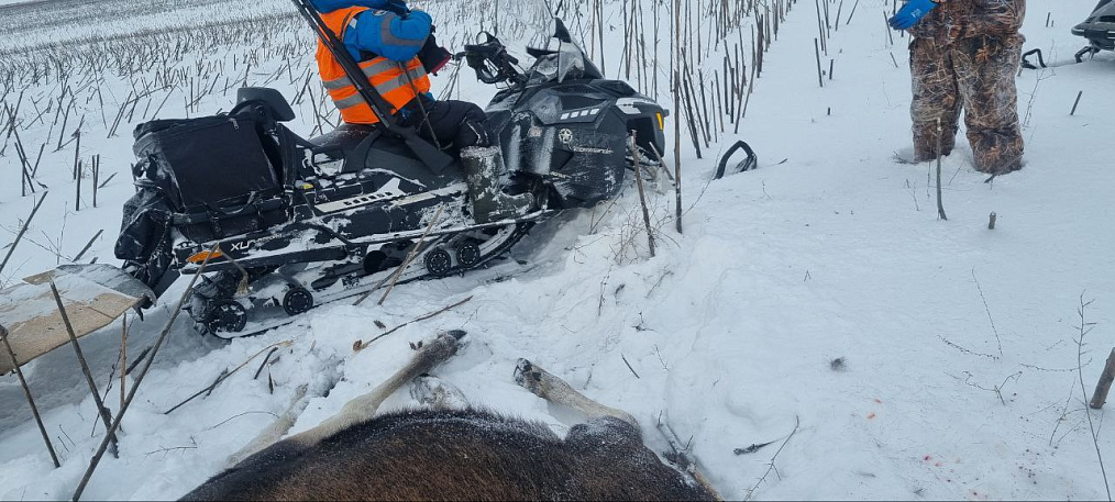 Три лося, уголовное дело и тишина вокруг деталей: что известно о резонансной истории с незаконной охотой в начале января 2026 года