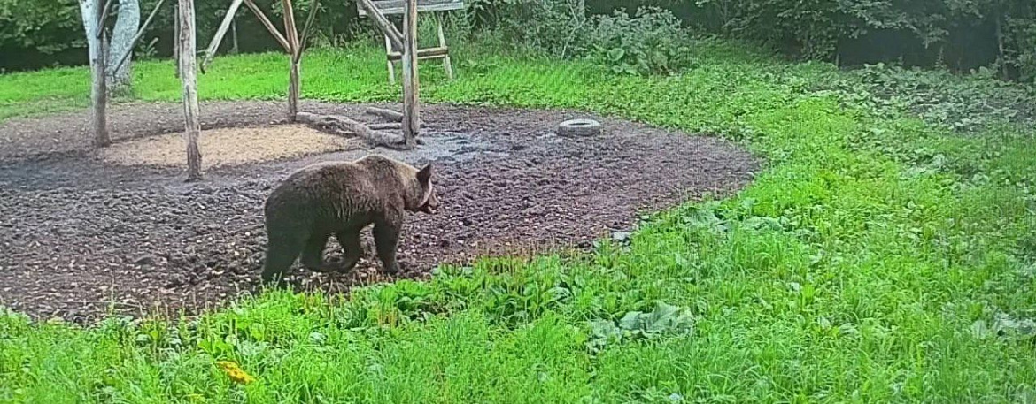 Не будите зверя: почему медведи выходят к людям